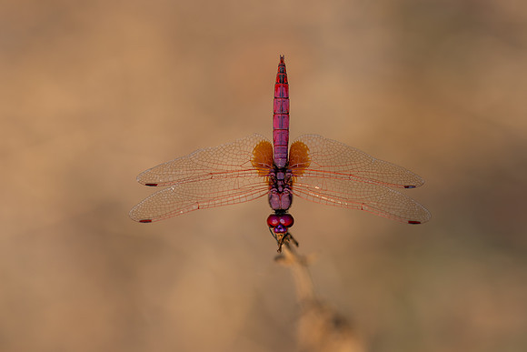 Violet Dropwing, Fethiye, Turkey, August 2026