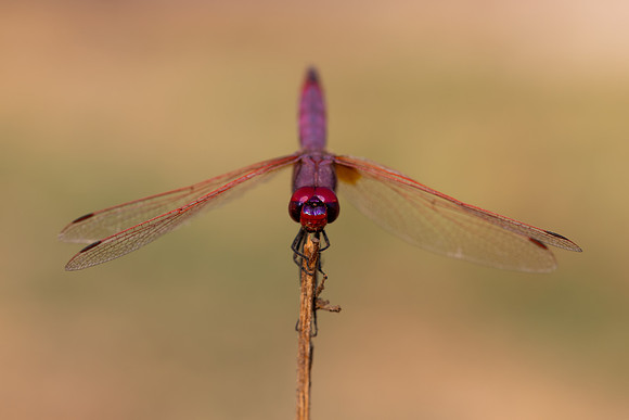 Violet Dropwing, Fethiye, Turkey, August 2026