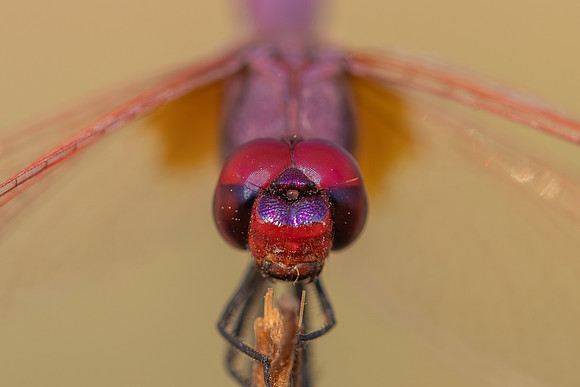 Violet Dropwing, Fethiye, Turkey, August 2026