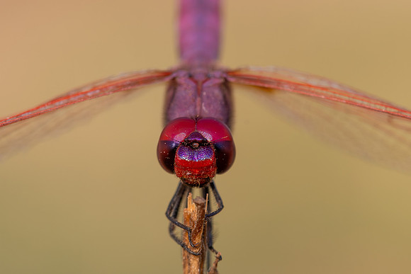 Violet Dropwing, Fethiye, Turkey, August 2026