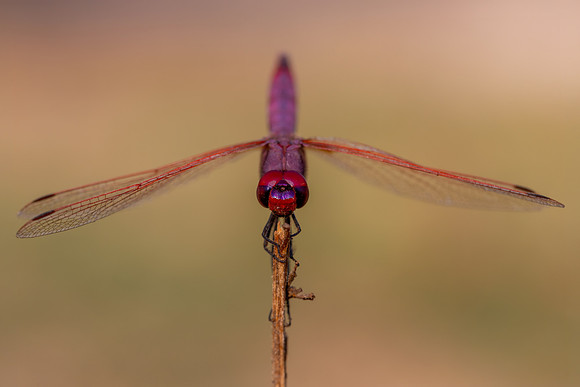 Violet Dropwing, Fethiye, Turkey, August 2026