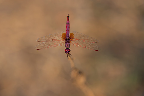 Violet Dropwing, Fethiye, Turkey, August 2026