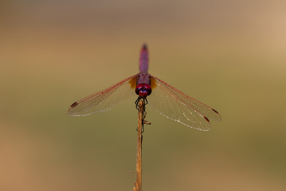 Violet Dropwing, Fethiye, Turkey, August 2026