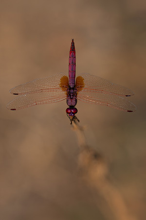 Violet Dropwing, Fethiye, Turkey, August 2026