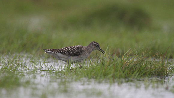Wood Sandpiper, Northwick Warth, August 2014
