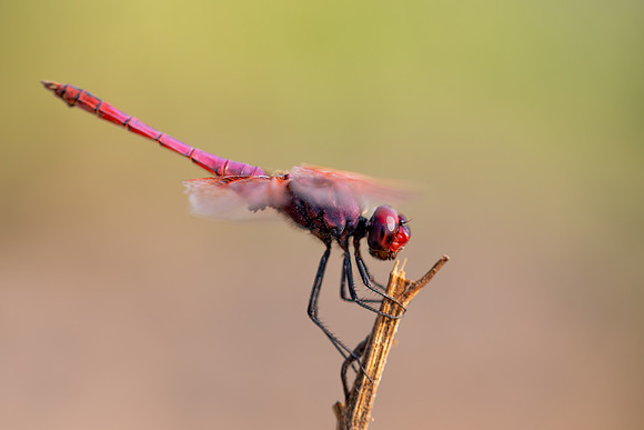 Violet Dropwing, Fethiye, Turkey, August 2026