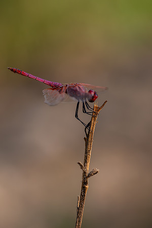 Violet Dropwing, Fethiye, Turkey, August 2026