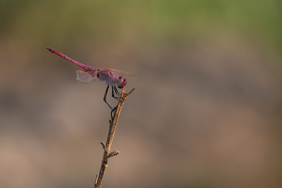 Violet Dropwing, Fethiye, Turkey, August 2026