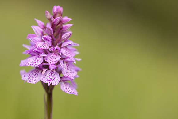 Heath Spotted-orchid, Vicarge Farm, June 2024