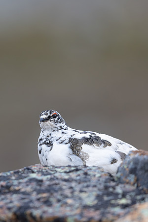 Ptarmigan, Mount Alias, Finland, June 2025