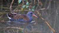 Water Rail, Slimbridge, December 2014
