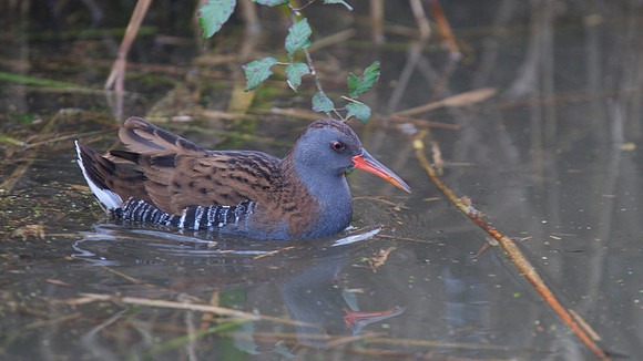 Water Rail, Slimbridge, December 2014