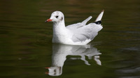 Black-headed Gull, Slimbridge, August 2014