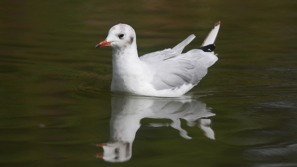 Black-headed Gull, Slimbridge, August 2014