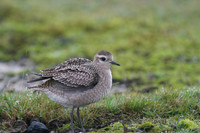American Golden Plover, Davidstow, October 2014