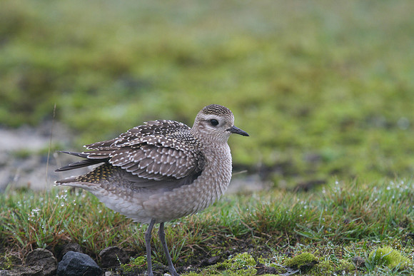 American Golden Plover, Davidstow, October 2014