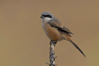 Long-tailed Shrike