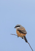 Long-tailed Shrike, Eastleach Martin, Gloucestershire, August 2026