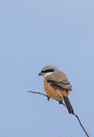 Long-tailed Shrike, Eastleach Martin, Gloucestershire, August 2026