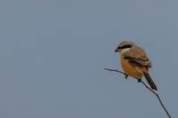 Long-tailed Shrike, Eastleach Martin, Gloucestershire, August 2026