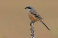 Long-tailed Shrike, Eastleach Martin, Gloucestershire, August 2026