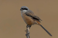 Long-tailed Shrike, Eastleach Martin, Gloucestershire, August 2026
