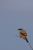 Long-tailed Shrike, Eastleach Martin, Gloucestershire, August 2026