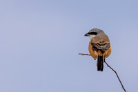 Long-tailed Shrike, Eastleach Martin, Gloucestershire, August 2026
