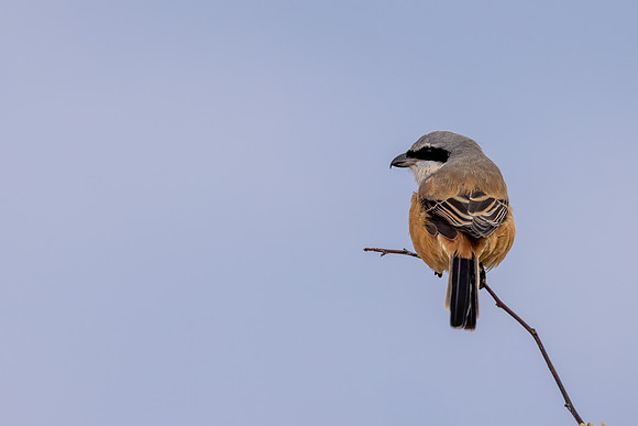 Long-tailed Shrike, Eastleach Martin, Gloucestershire, August 2026