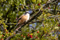 Long-tailed Shrike, Eastleach Martin, Gloucestershire, August 2026