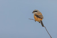 Long-tailed Shrike, Eastleach Martin, Gloucestershire, August 2026