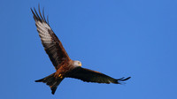 Red Kite, Gigrin Farm, October 2015.