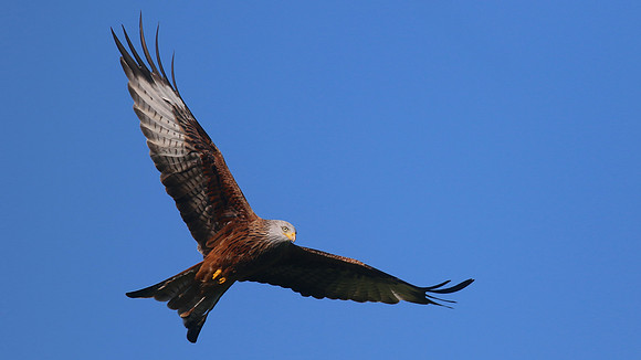 Red Kite, Gigrin Farm, October 2015.