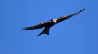 Red Kite, Gigrin Farm, October 2015