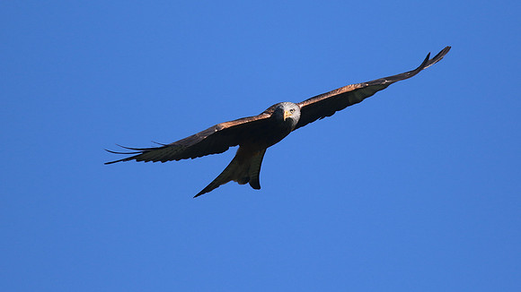 Red Kite, Gigrin Farm, October 2015