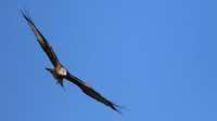 Red Kite, Gigrin Farm, October 2015