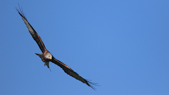 Red Kite, Gigrin Farm, October 2015