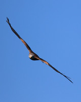 Red Kite, Gigrin Farm, October 2015