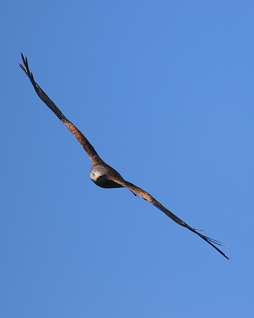Red Kite, Gigrin Farm, October 2015