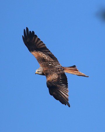 Red Kite, Gigrin Farm, October 2015