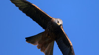 Red Kite, Gigrin Farm, October 2015
