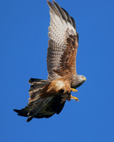 Red Kite, Gigrin Farm, October 2015