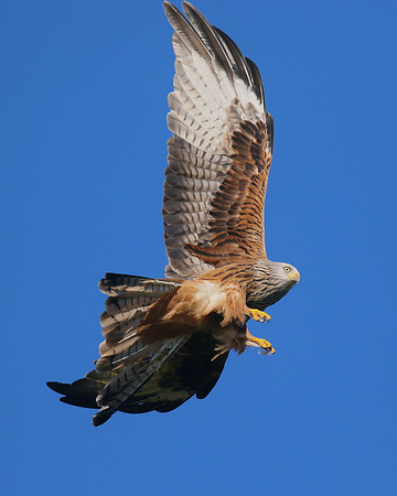 Red Kite, Gigrin Farm, October 2015