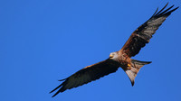Red Kite, Gigrin Farm, October 2015