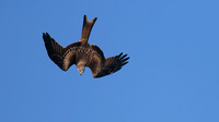Red Kite, Gigrin Farm, October 2015