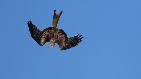 Red Kite, Gigrin Farm, October 2015