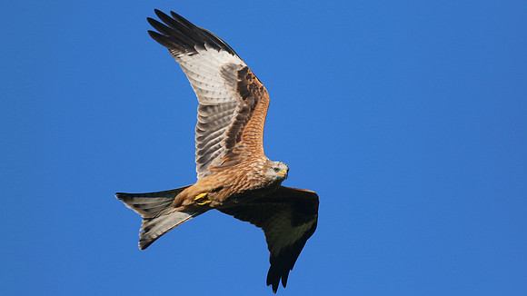 Red Kite, Gigrin Farm, October 2015
