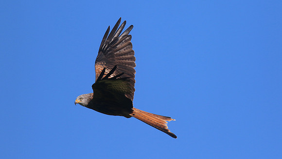 Red Kite, Gigrin Farm, October 2015