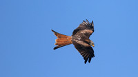 Red Kite, Gigrin Farm, October 2015