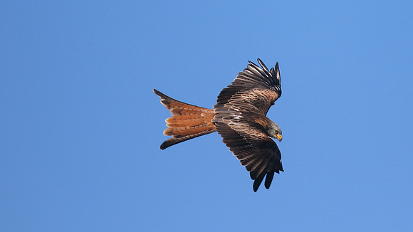 Red Kite, Gigrin Farm, October 2015